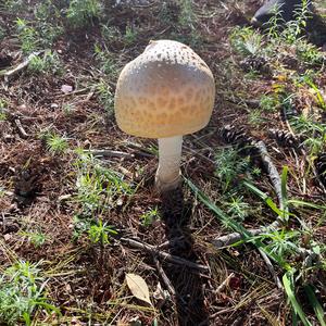 Gemmed Amanita