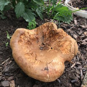 Unknown Species
