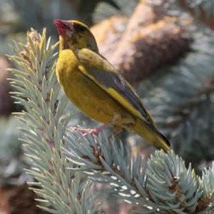 European Greenfinch