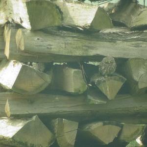 Little Owl