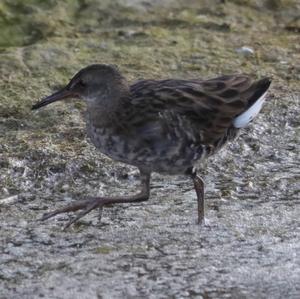 Water Rail