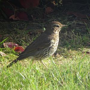 Song Thrush