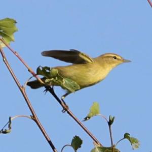 Willow Warbler