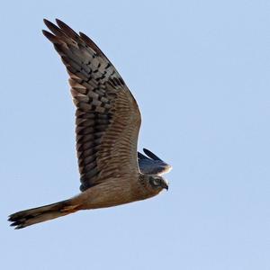 Northern Harrier