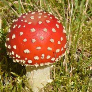 Fliegenpilz