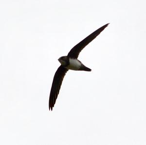 Alpine Swift