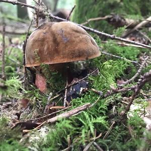 Dotted-stem Bolete