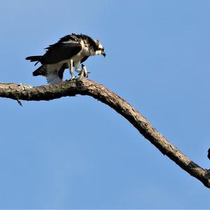 Osprey