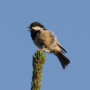 Coal Tit