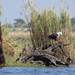 African Fish-eagle