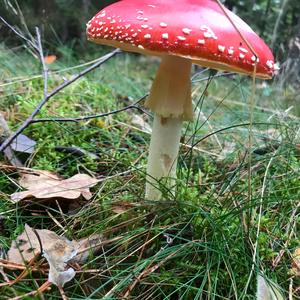 Unknown Species