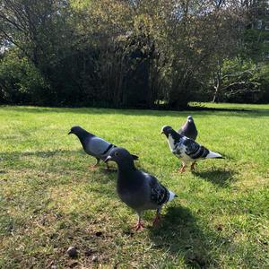 Rock Pigeon