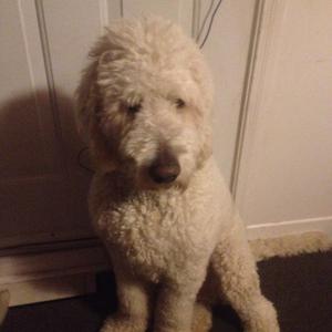 Unknown Breed