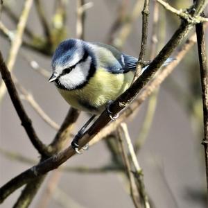 Blue Tit