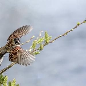 Reed Bunting