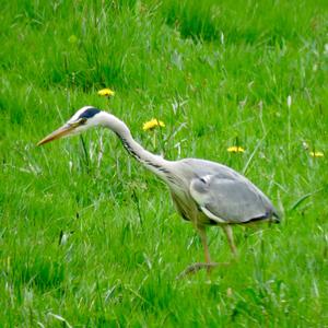Grey Heron