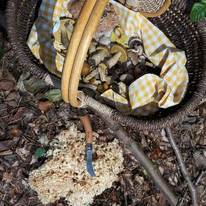 Eastern Cauliflower Mushroom
