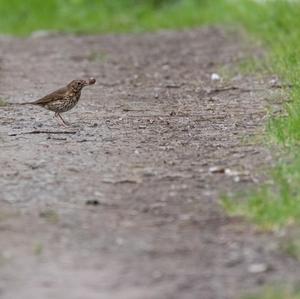 Song Thrush