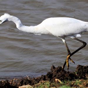 Little Egret