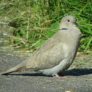 Eurasian Collared-dove