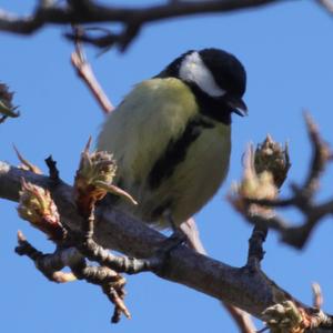 Great Tit