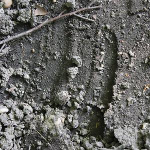 Wildschwein