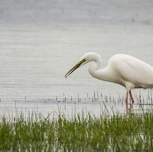 Great Egret
