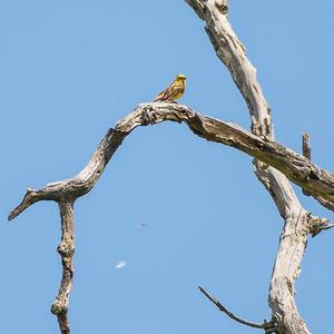 Yellowhammer