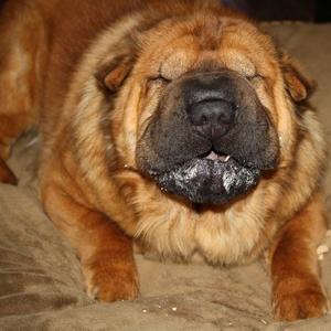 Chinese Shar-Pei