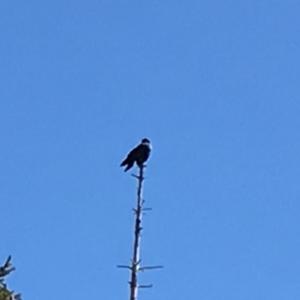 Unknown Species