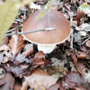 King Bolete