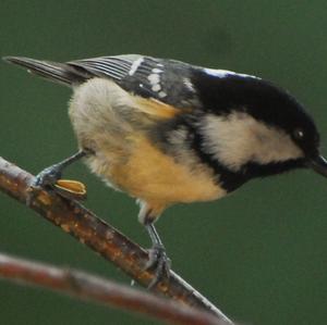 Coal Tit