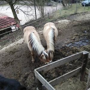 Fjord Horse