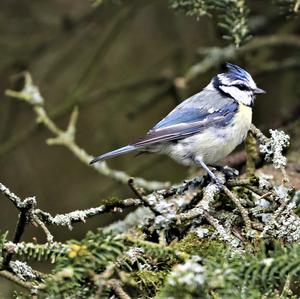 Blue Tit