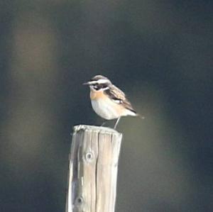 Braunkehlchen