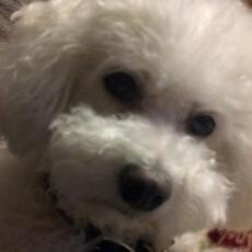 Bichon Frise