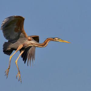 Purple Heron