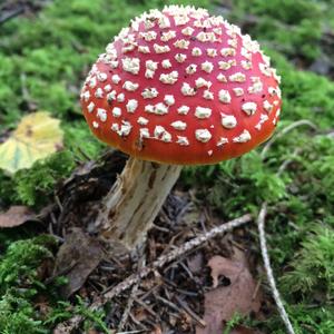 Fly Agaric