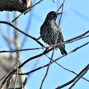 Common Starling