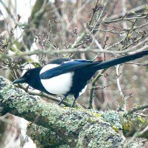 Black-billed Magpie