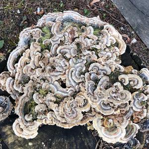 Turkey-tail