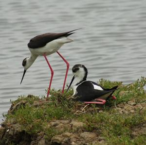 Black-winged Stilt