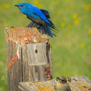 Indigo Bunting