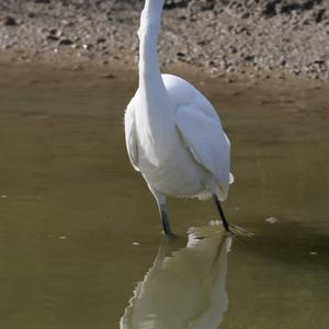 Little Egret