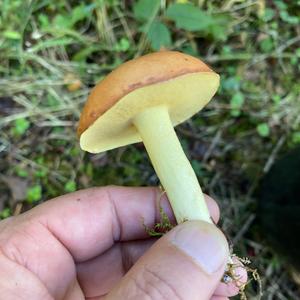 Rebhuhn-Champignon