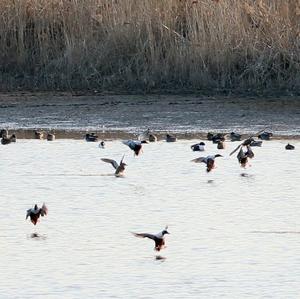 Northern Shoveler