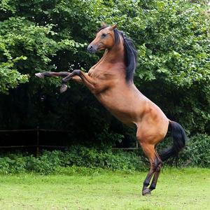 Mustang