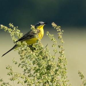Yellow Wagtail
