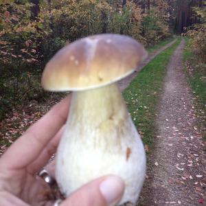 King Bolete