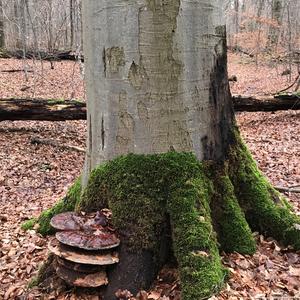 Artist`s Fungus